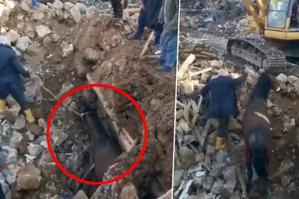     Лошадь осмотрели ветеринары, оказали ей необходимую помощь, после чего она была передана счастливому владельцу