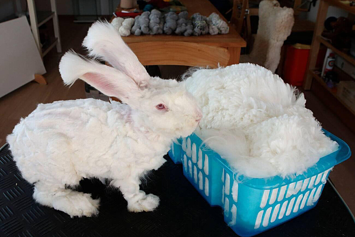 Модельную просили?