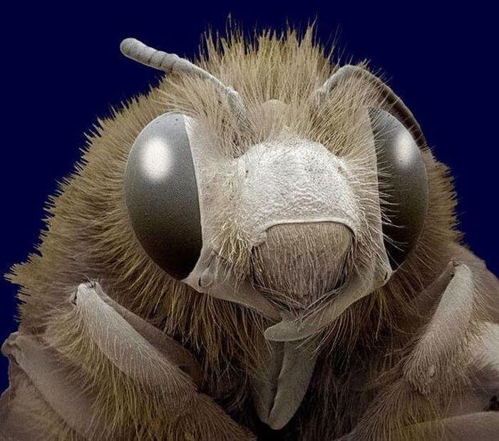 Мошка под микроскопом: челюсти и строение тела