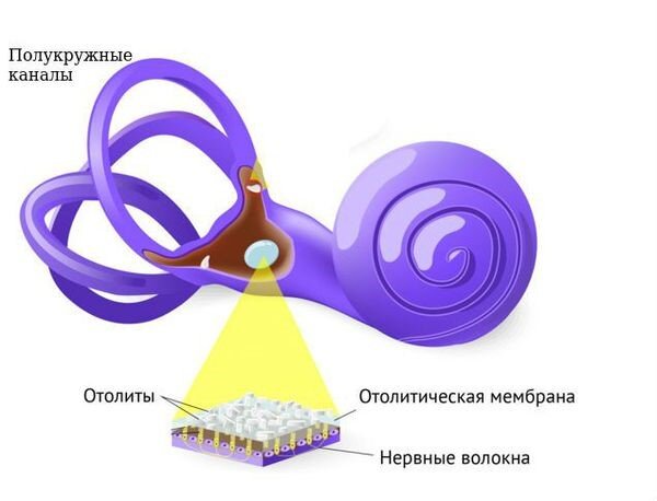Отолитовая мембрана Отолитовая мембрана