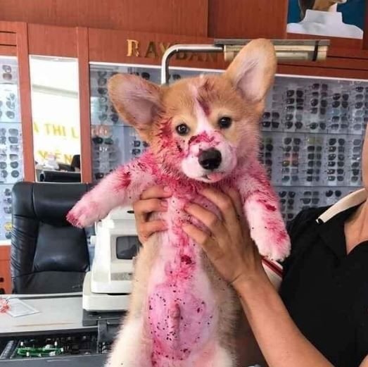      Корги съел все ягоды