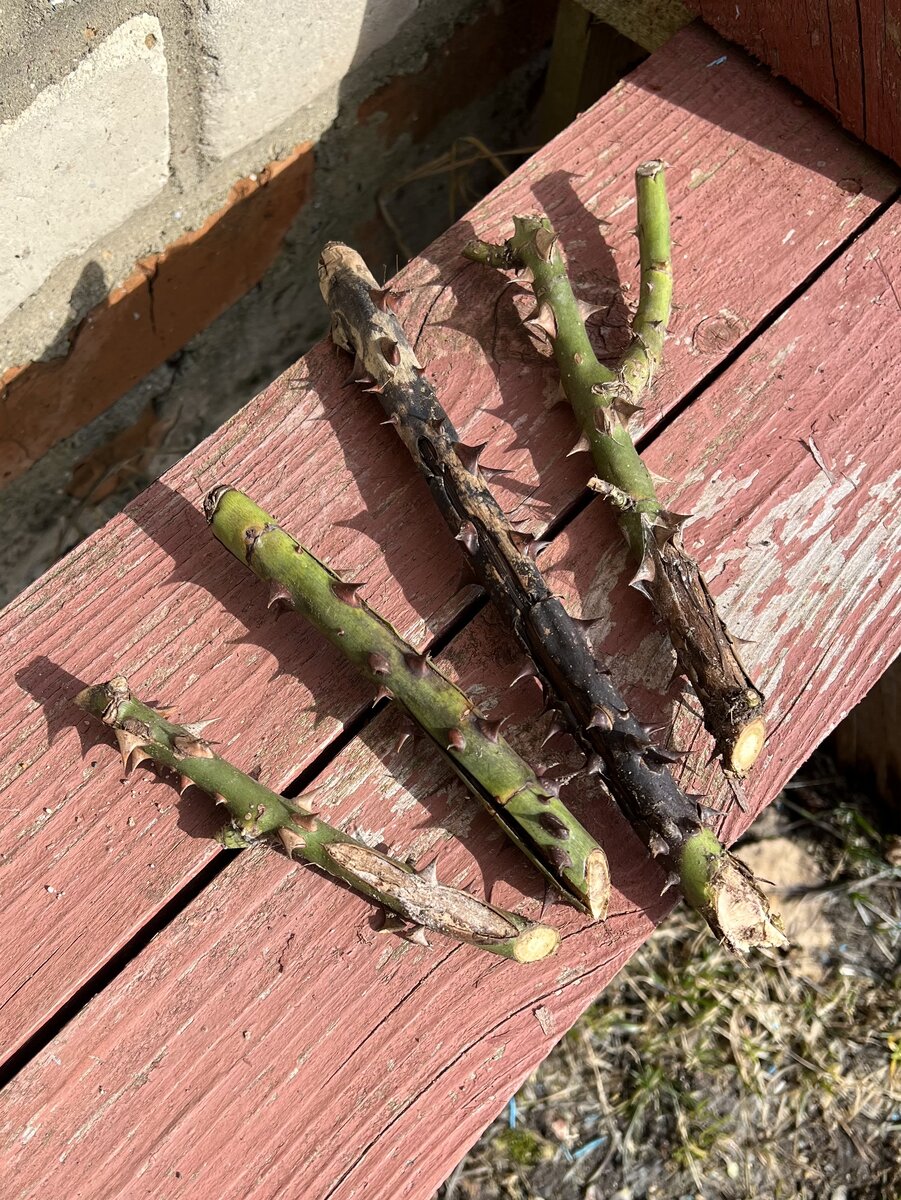 Вот такие побеги оказать нынче у Веддинг Пиано…