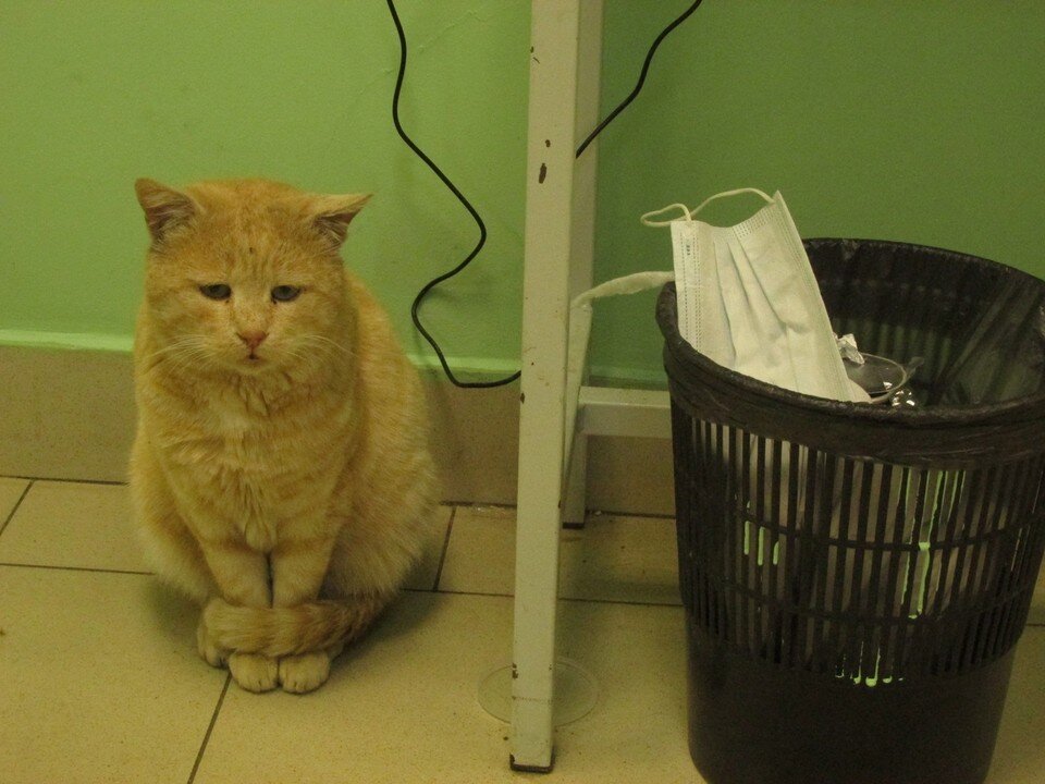    Фото Елены Федяшевой из архива «КП»