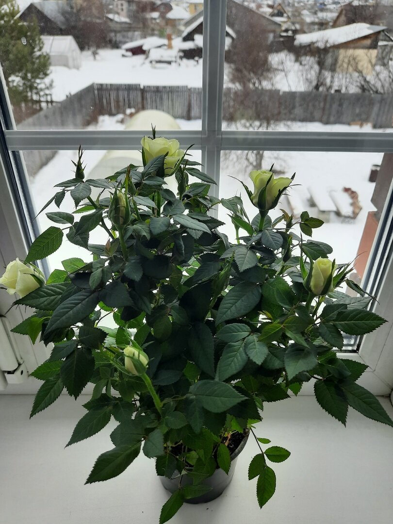 Уход за домашней розой кордана. Уход за домашней розой кордана. Уход за домашней розой кордана. Уход за домашней розой кордана. Уход за домашней розой кордана.