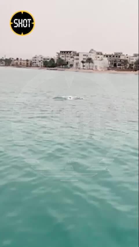 Акулы на берегу