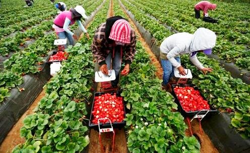 Фото с сайта east-fruit.com