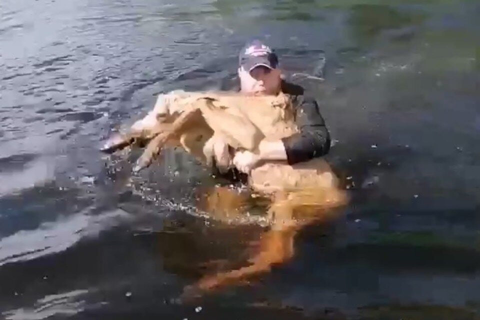    Священник прыгнул в воду и спас тонущего лосенка. Фото: заповедник "Тунгусский".