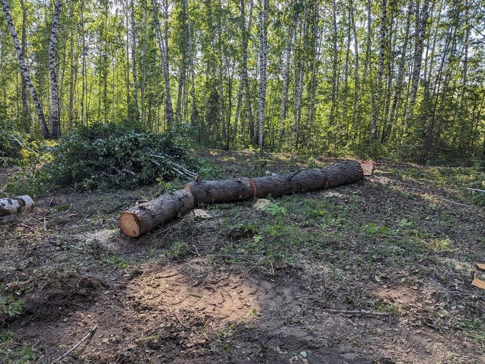 Лес сиб. Вырубка леса. Вырубка леса около Тургояк. СГП вырубка леса. Рубка леса на сельхозземлях.