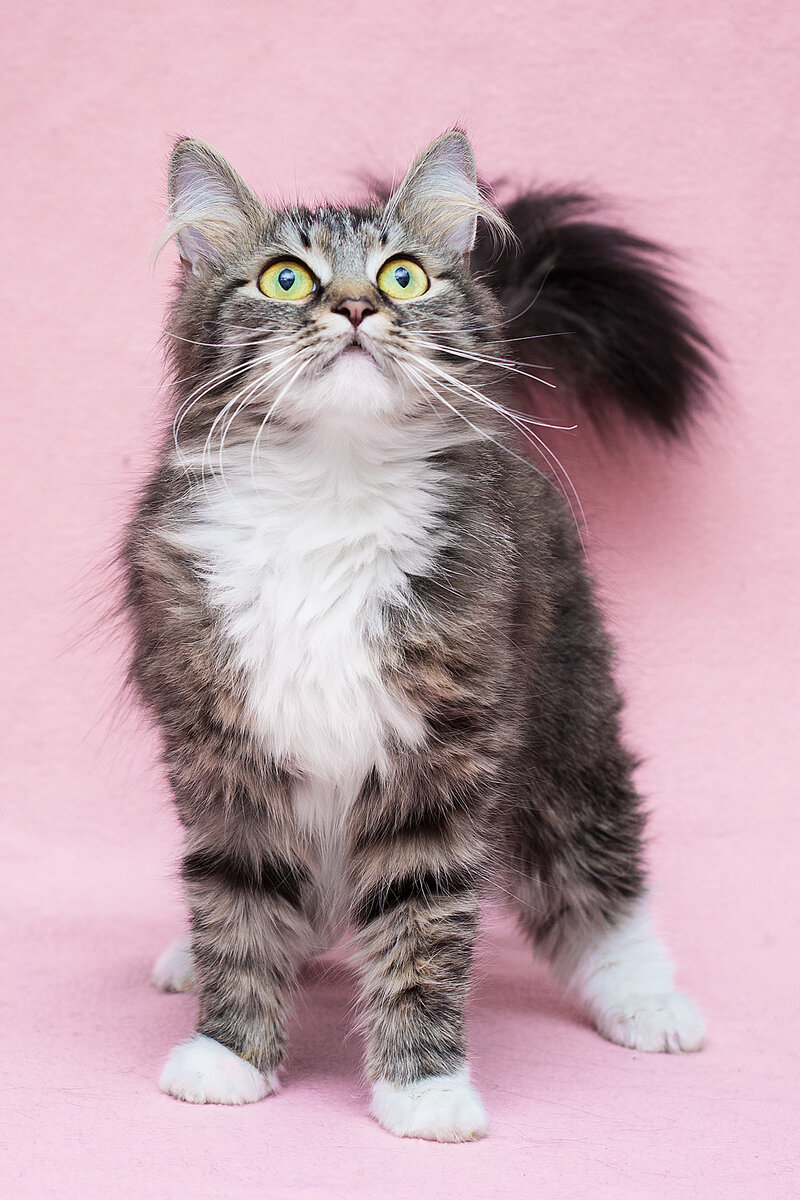 Кисточка позирует на фотосессии