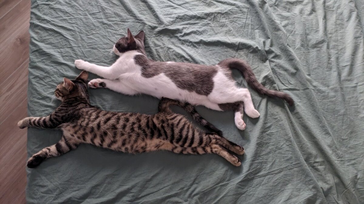 Сестры. Гены пальцем не заткнешь. Как же долго я их одинаково укладывала.