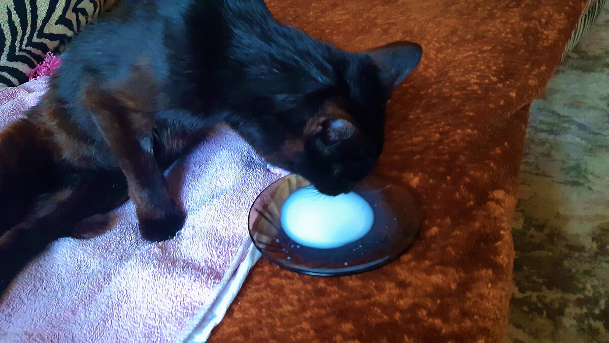 Немного выпил молока