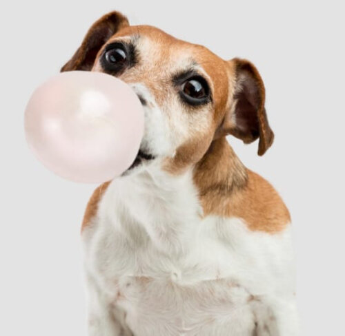 Что делать, если собака съела жвачку: причины и последствия