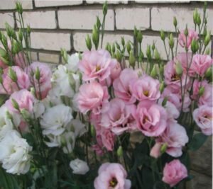 Эустома в дизайне сада