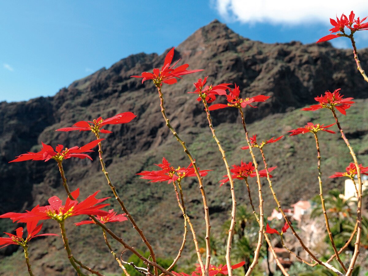 Пуансетиия в дикой природа. Долина Маска, о. Тенерифе, Канарские о-ва. Фото: countrylife.co.uk