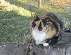 Фото предоставлено хозяйкой.