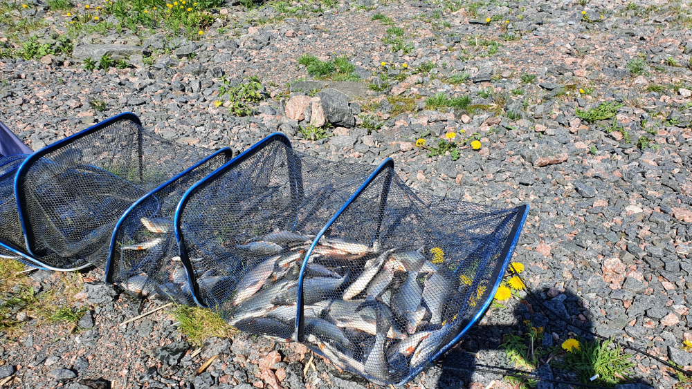 Фото с сайта Питерского клуба рыбаков