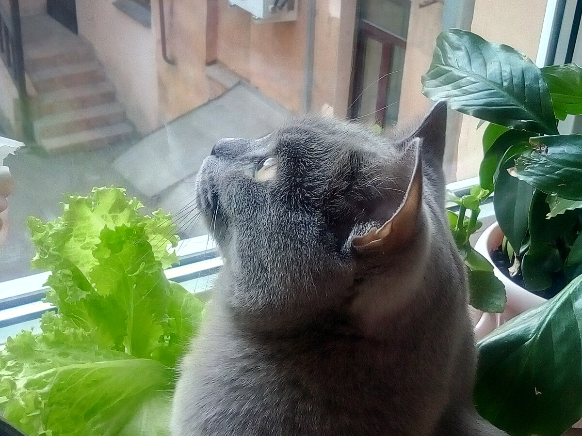 Любовь моя - Шаня. Фото автора