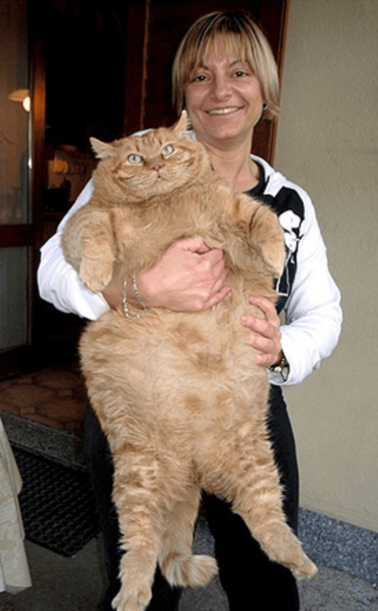 самый толстый кот в мире фото
