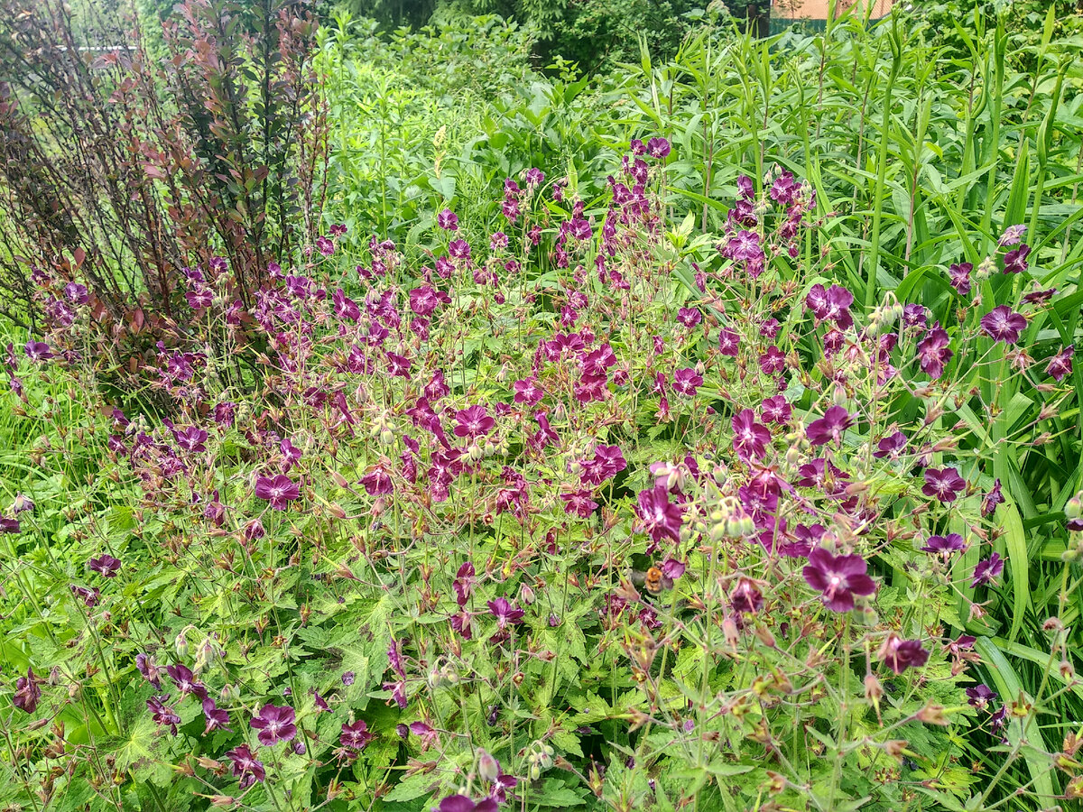 Герань красно-бурая "Самобор" (Geranium phaeum Samobor) в цвету