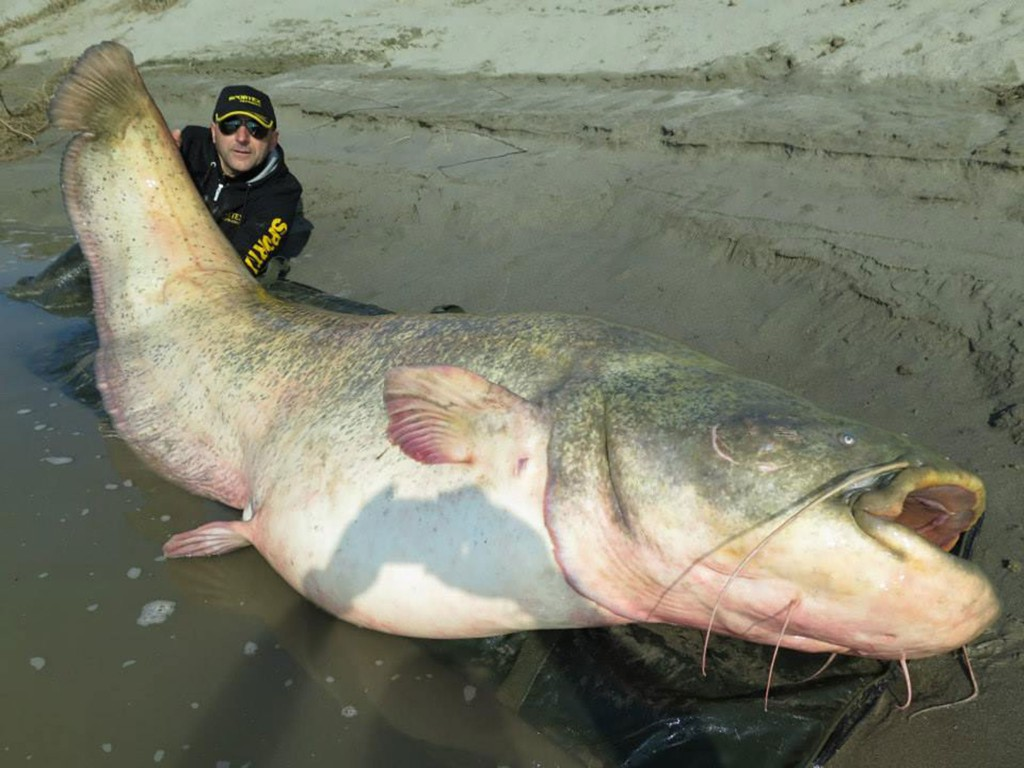 Топ 10 самых больших пресноводных рыб в мире