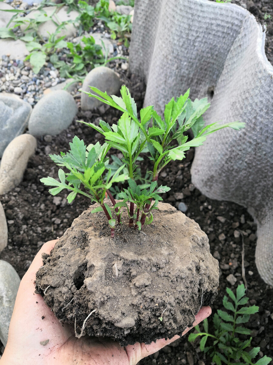 фото сделано в июне 2020 года