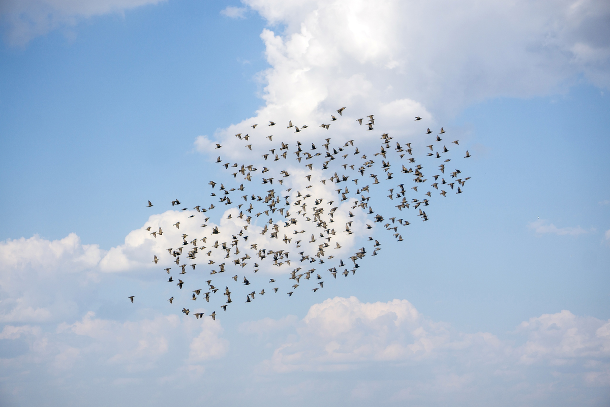 Дина Абубакирова ©