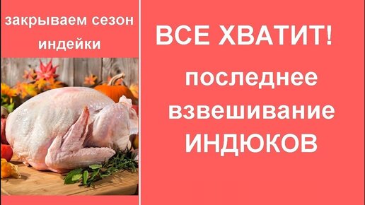 Забой, взвешивание индюков. Порода Виктория вне конкуренции