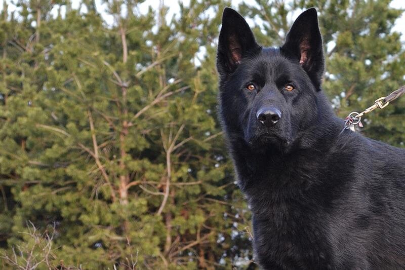 Фото из сети, для примера. Само собой фоток самого Графа у меня нет.