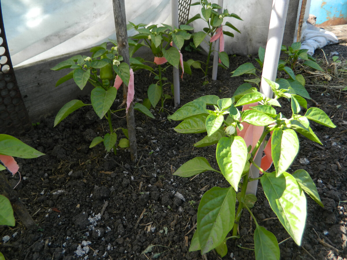 Перец выращиваю под укрывным материалом