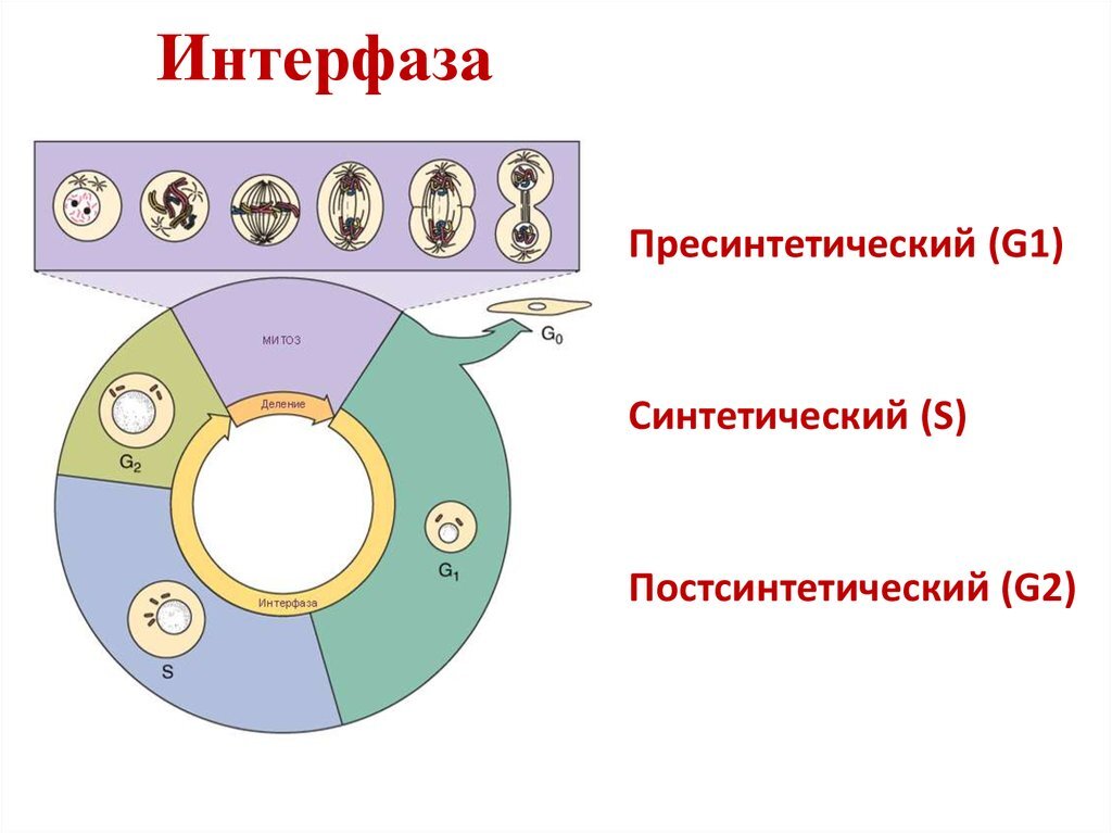 Митоз и мейоз, подготовка к ЕГЭ по биологии