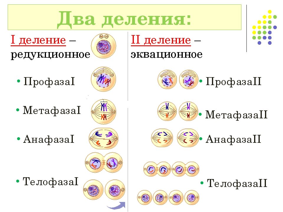 Мейоз 1 последовательность. Фазы мейоза редукционное деление. Стадии деления мейоза таблица. Фазы 1 деления мейоза. Фазы мейоза таблица 1 деление.