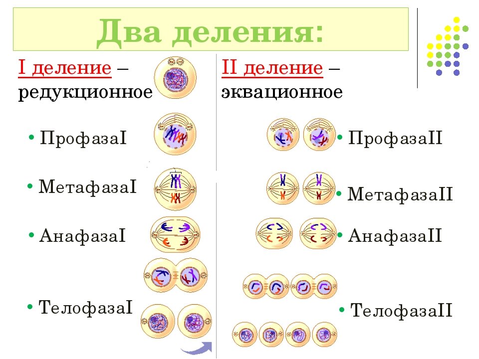 Профаза первого мейотического деления. Фазы мейоза редукционное деление. Стадии деления мейоза таблица. Фазы 1 деления мейоза. Фазы мейоза таблица 1 деление.