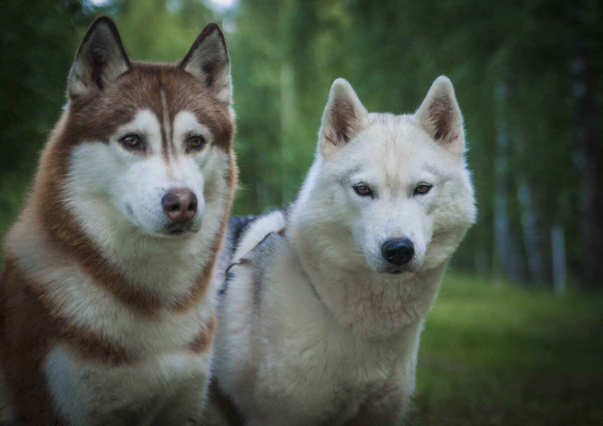 Хаска Белла ее зовут