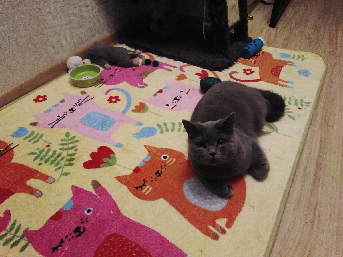Коврик специально для кота:)