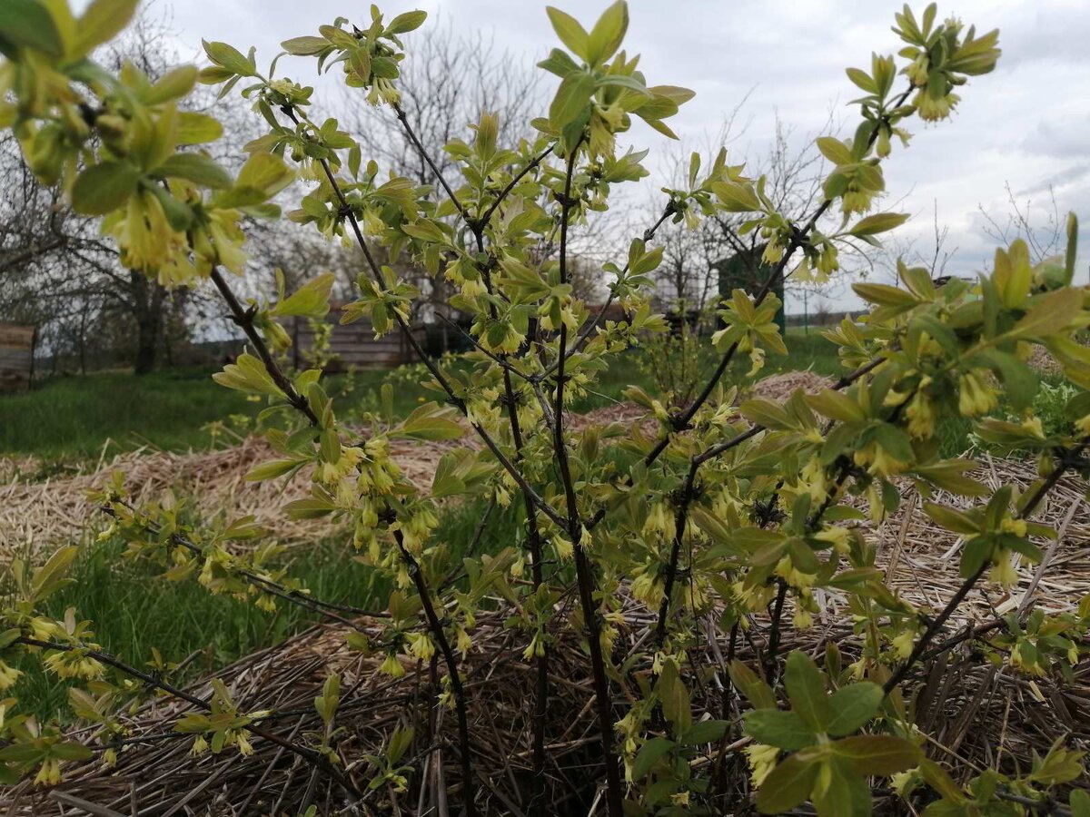 Цветущая жимолость. 5 мая 2021 года. 