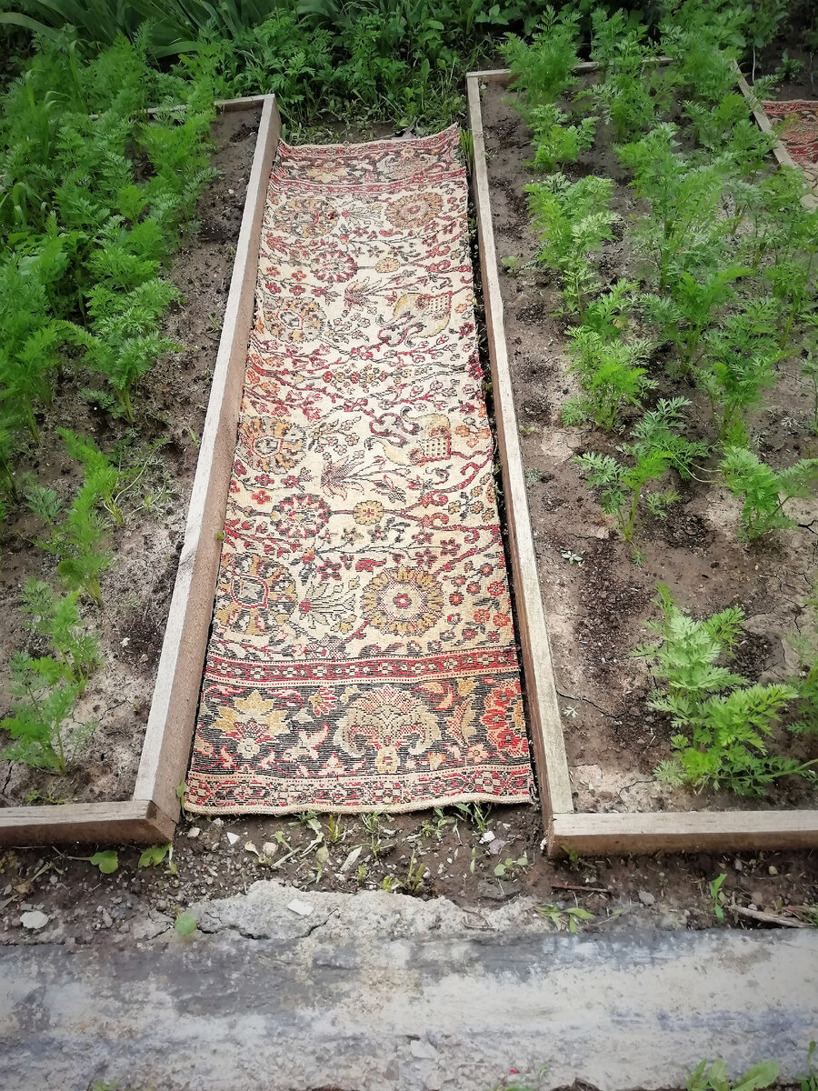 Ковровые дорожки в огороде