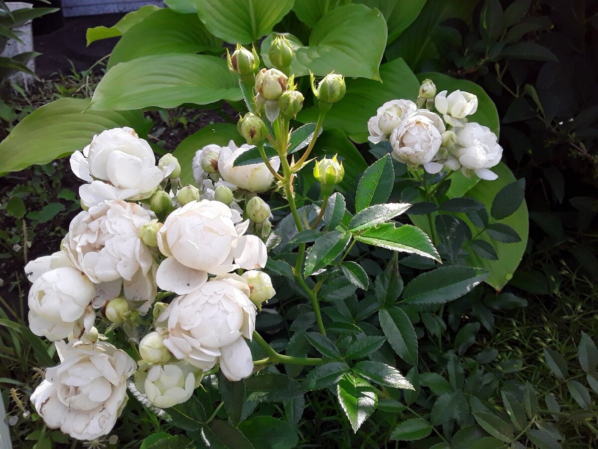 Полиантовая роза, сорт White Morsdag