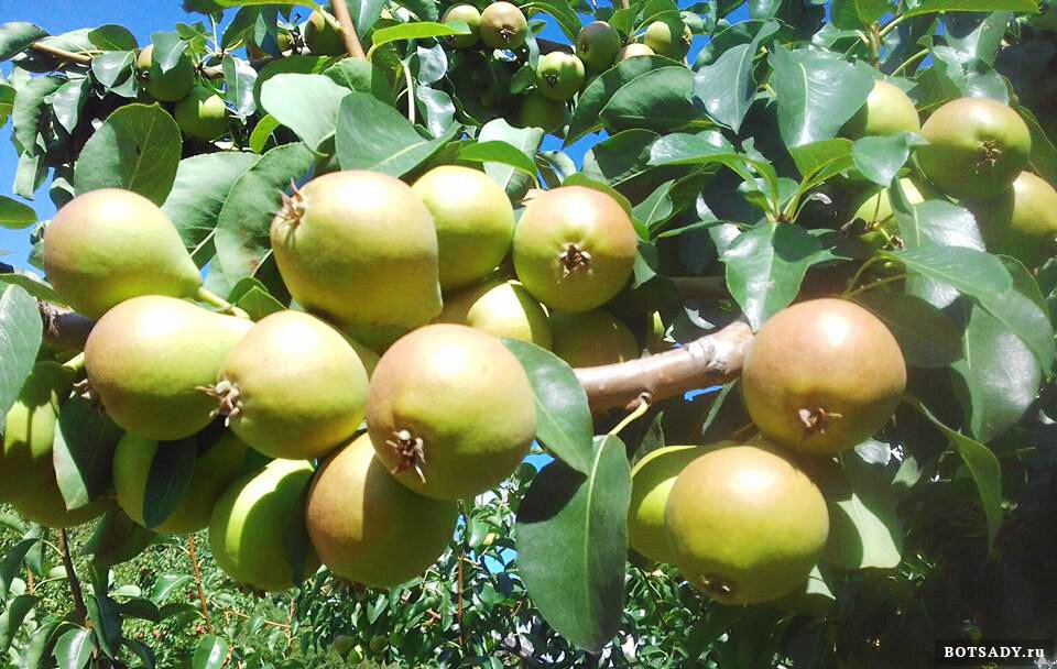 Этим грушам нужно ещё немного набрать массу