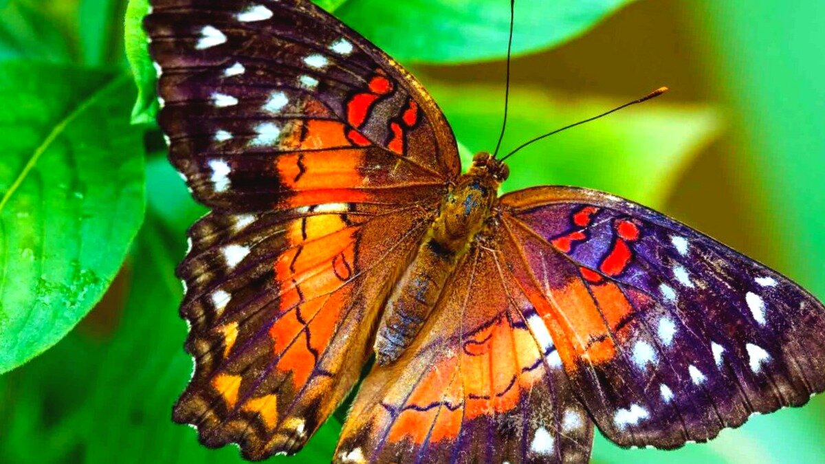 Оказывается я не только красивая, но и очень современная :)