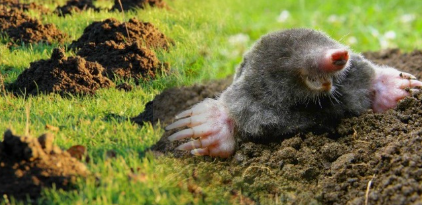 Кро. Как избавиться от кротов на участке (фото из сети)