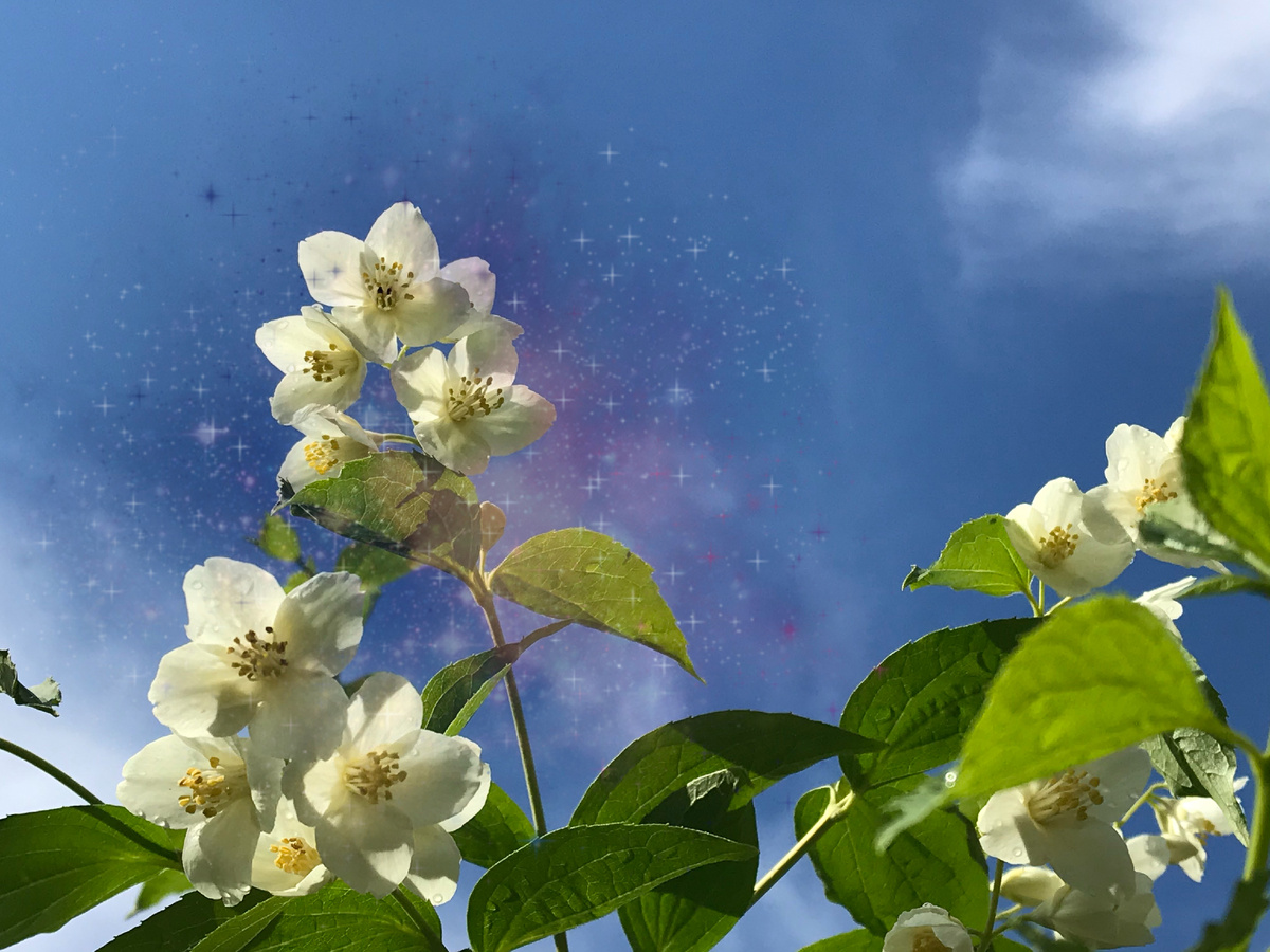 Жасминовое небо...