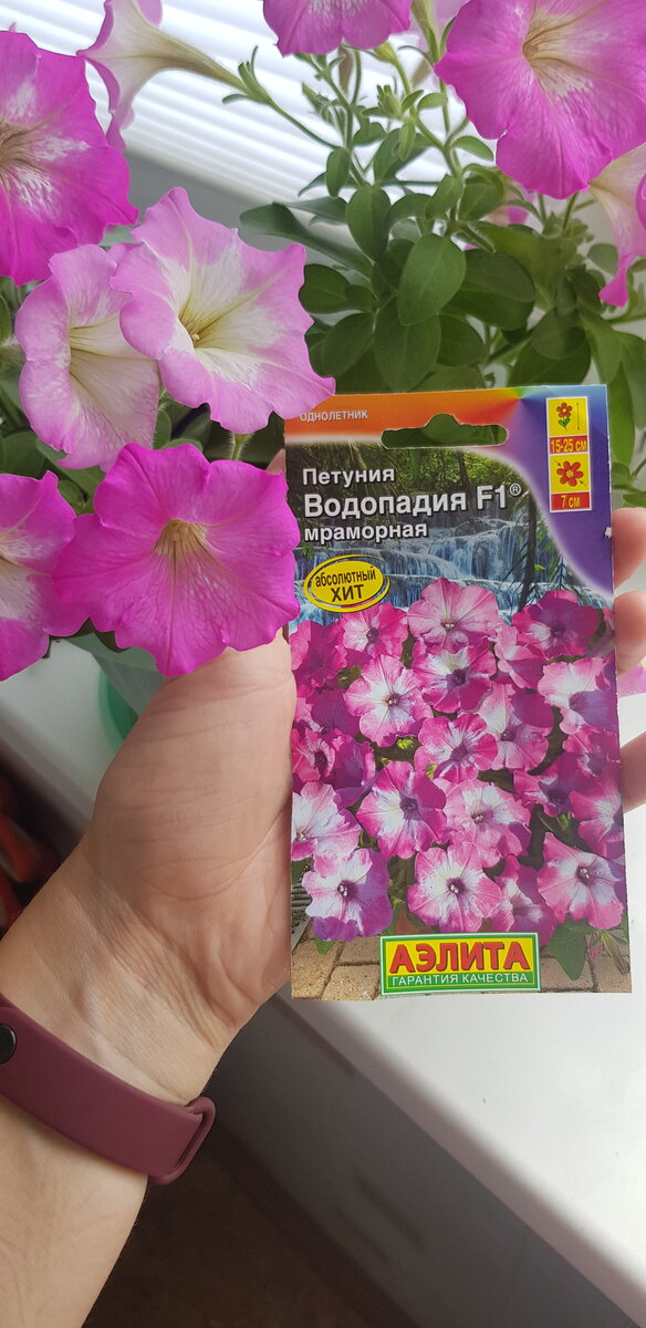Семена петунии