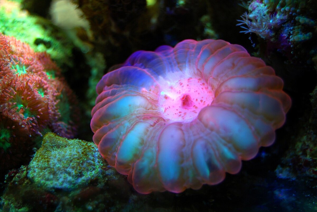 Риф медуза