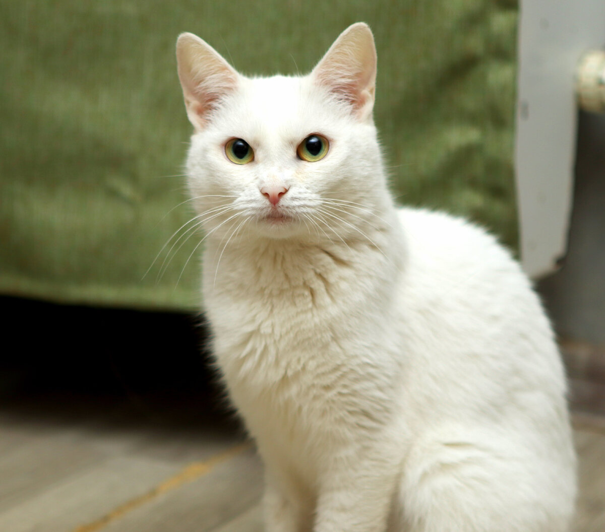 Бэлла очень чуткая кошечка