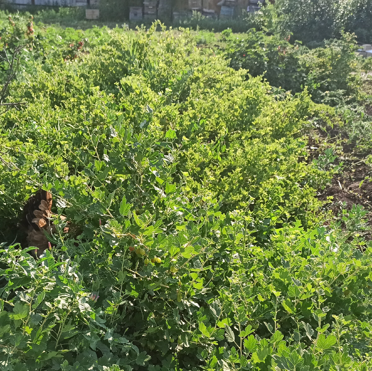 В зарослях крыжовника курица вывела цыплят
