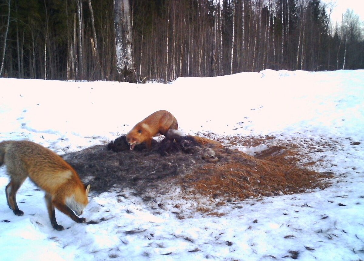 Видео охота лис. Охота на лисицу на приваде.