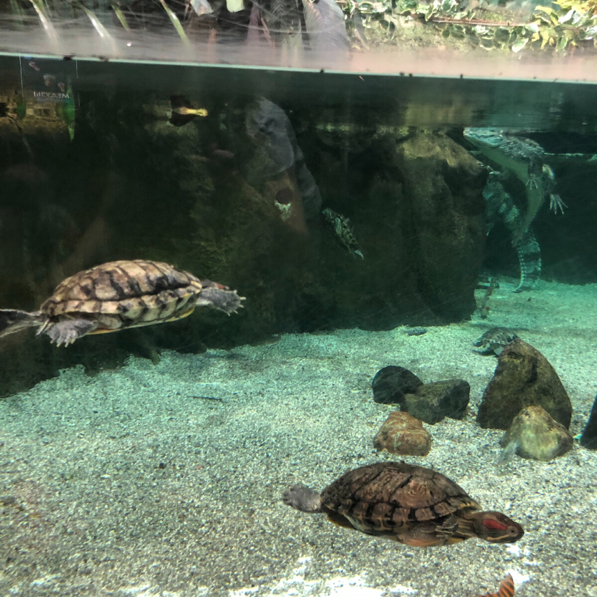 Экспозиция черепах.