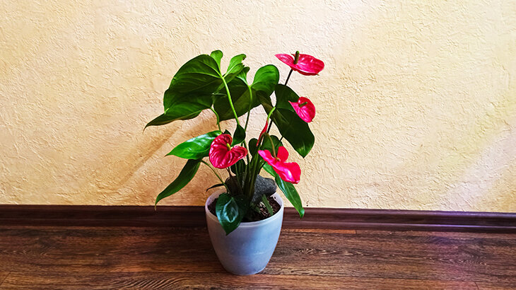 Антуриум можно спокойно оставить в этом двойном горшке на пару недель.Фото автора