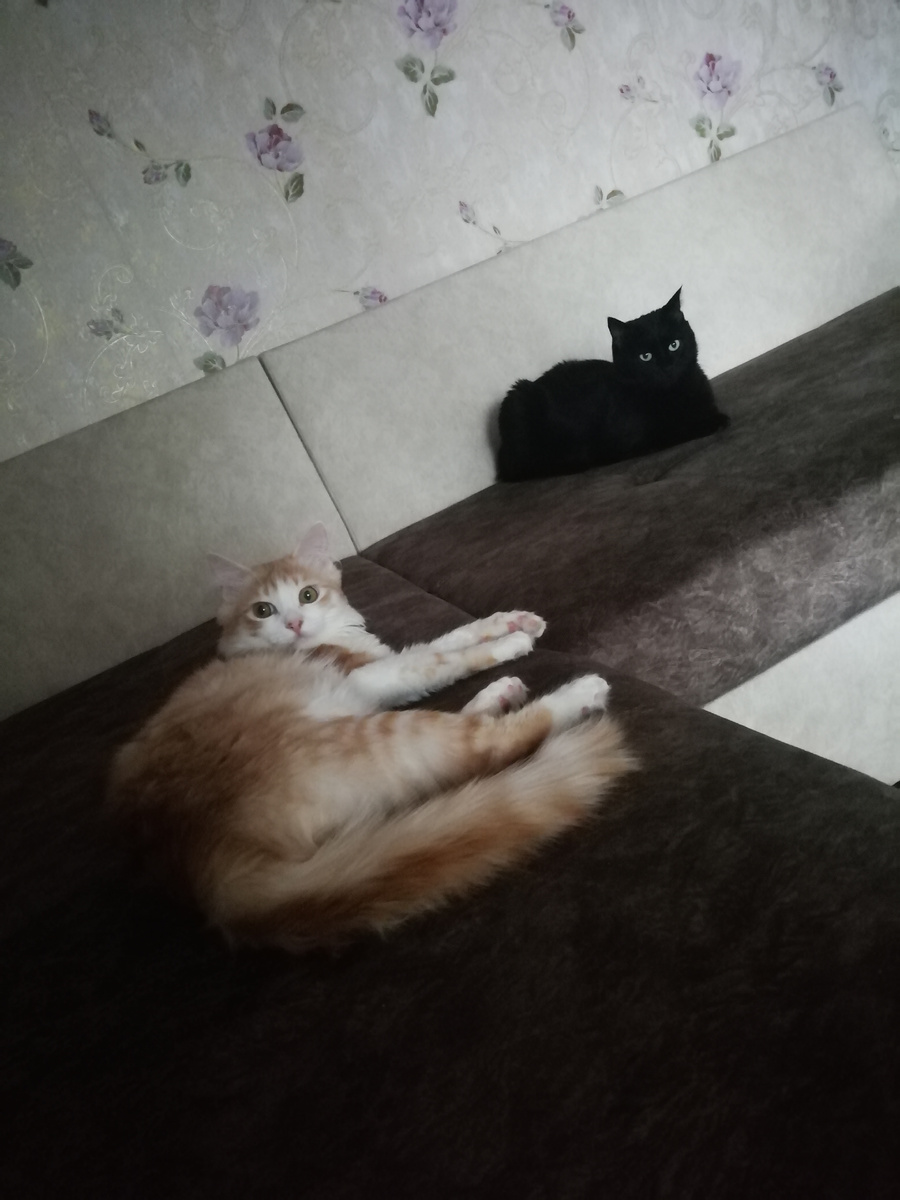 Коты ждут, когда я им уделю внимание. 