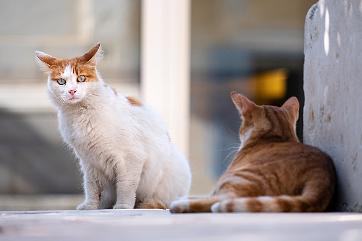 9 малоизвестных и очень интересных фактов о кошках
